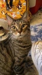 Lost Female Cat last seen Intersection of Clark and Halstead, Chicago, IL 60657