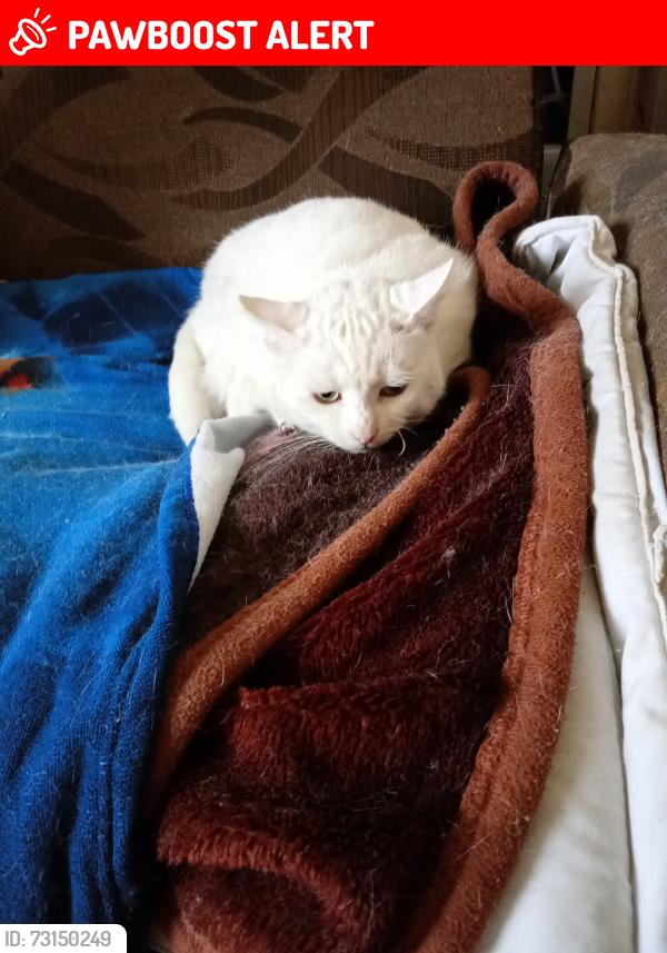 Lost Female Cat last seen BELCHER'S LANE, West Midlands, England B9 5RT