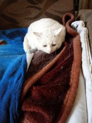 Lost Female Cat last seen BELCHER'S LANE, West Midlands, England B9 5RT