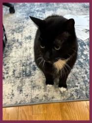 Reunited Male Cat last seen Des Coniferes / Gardenway, Ottawa, ON 