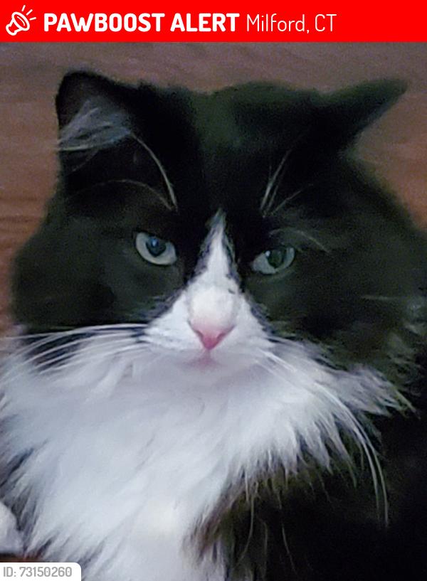Lost Male Cat last seen Foran High School, Milford CT, Milford, CT 06460