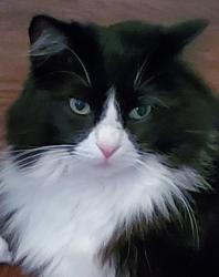 Lost Male Cat last seen Foran High School, Milford CT, Milford, CT 06460