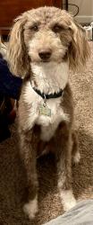 Lost Female Dog last seen Alta Vista Drive & 35 Frey & Old Robinson Road, Waco, TX 76706