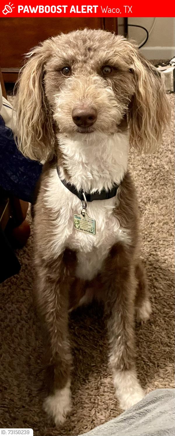Lost Female Dog last seen Alta Vista Drive & 35 Frey & Old Robinson Road, Waco, TX 76706