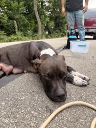 Found/Stray Female Dog last seen Pigg rd, Waxahachie, TX 75165