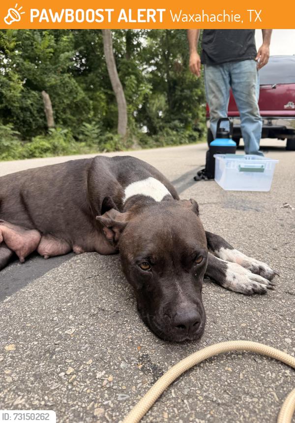 Found/Stray Female Dog last seen Pigg rd, Waxahachie, TX 75165
