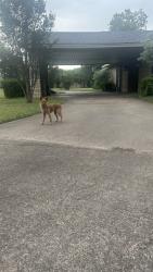 Found/Stray Unknown Dog last seen Near alexander elementary, Duncanville, TX 75137