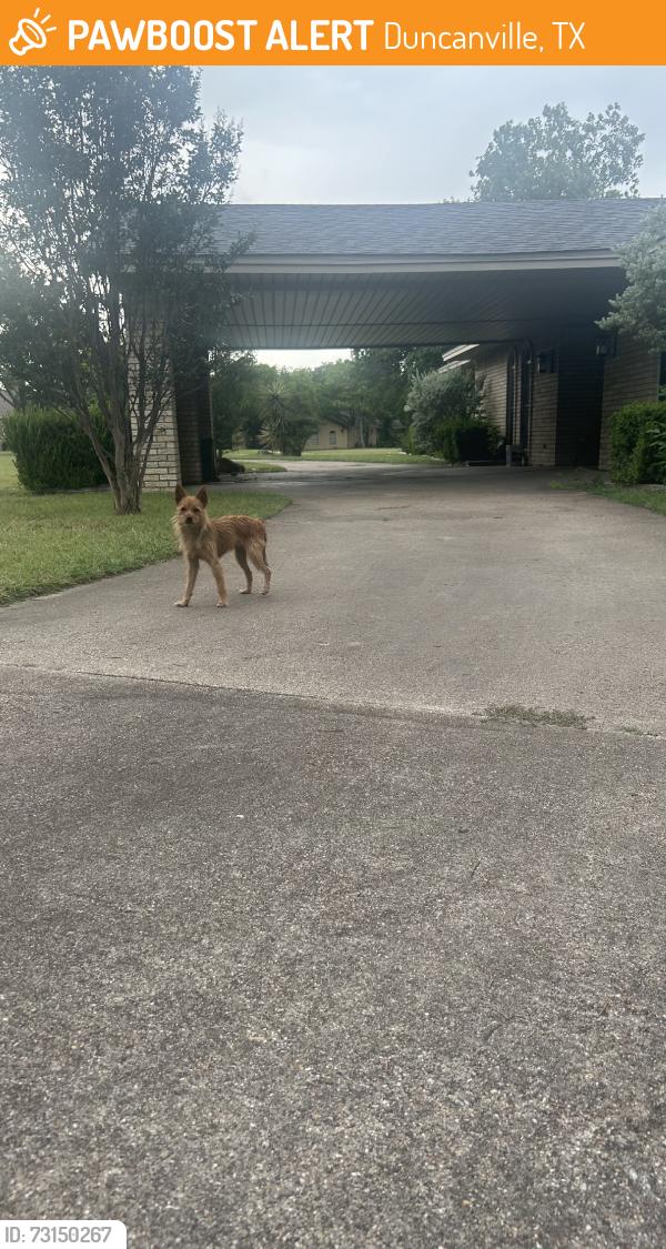 Found/Stray Unknown Dog last seen Near alexander elementary, Duncanville, TX 75137