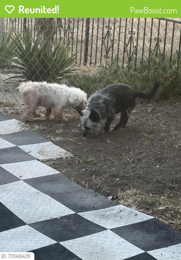 Reunited Male Dog last seen Cadman st and Cahill, San Diego, CA 92114