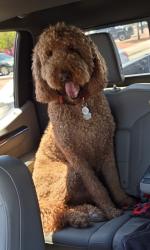 Reunited Male Dog last seen Jose Cisneros, El Paso, TX 79936