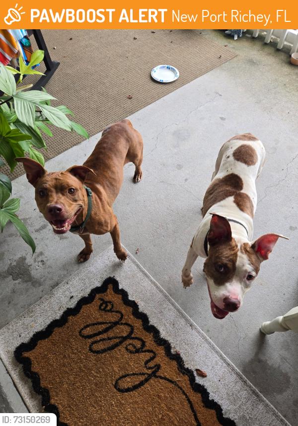 Found/Stray Female Dog last seen Little court hse, New Port Richey, FL 34653