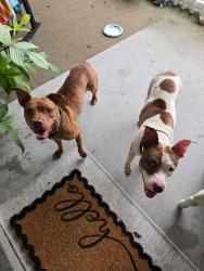 Found/Stray Female Dog last seen Little court hse, New Port Richey, FL 34653