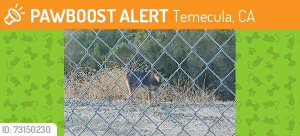 Found/Stray Unknown Dog last seen Wolf Store Road - In the wash behind Vail Ranch Self Storage, Temecula, CA 92592