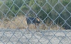 Found/Stray Unknown Dog last seen Wolf Store Road - In the wash behind Vail Ranch Self Storage, Temecula, CA 92592