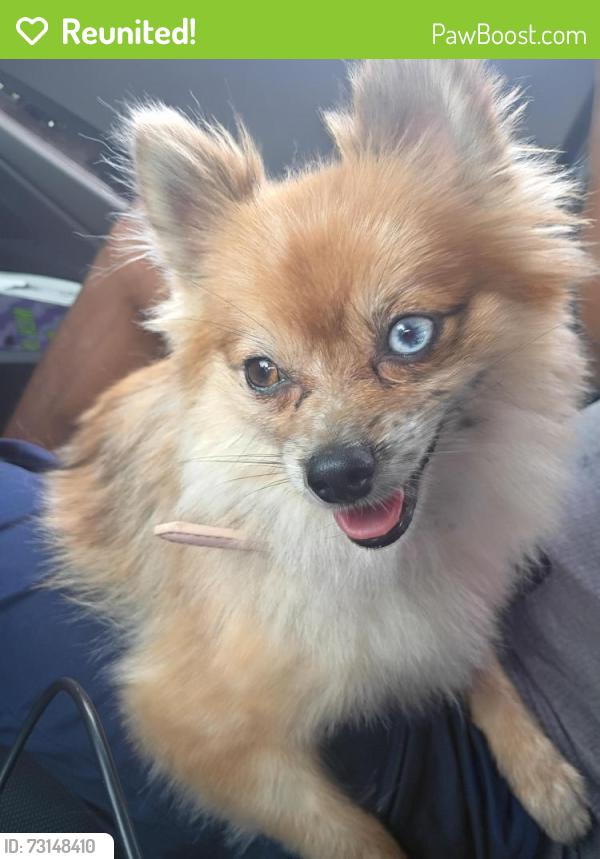 Reunited Female Dog last seen MLK center, Denton, TX 76205