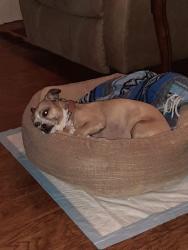 Lost Female Dog last seen Cedar ln and vine, Lemoore, CA 93245