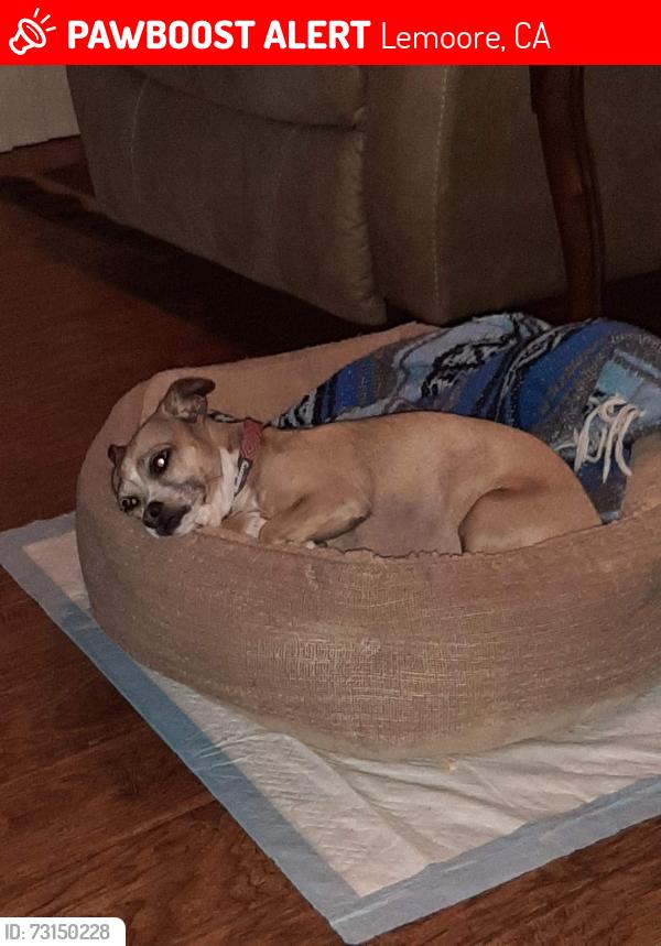 Lost Female Dog last seen Cedar ln and vine, Lemoore, CA 93245