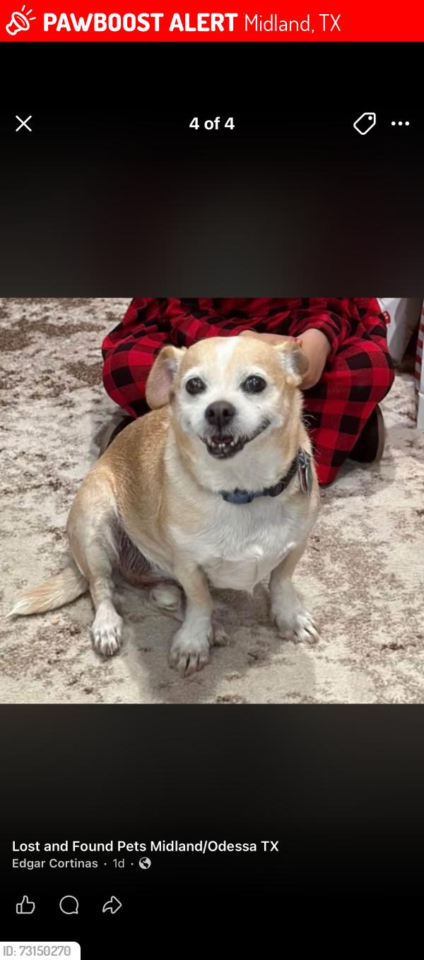 Lost Male Dog last seen Ward st and Andrews Highway, Midland, TX 79708