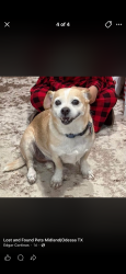 Lost Male Dog last seen Ward st and Andrews Highway, Midland, TX 79708