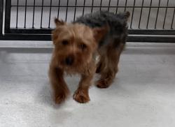Found/Stray Unknown Dog last seen Near and Dickson, Ben Avon, PA 15202