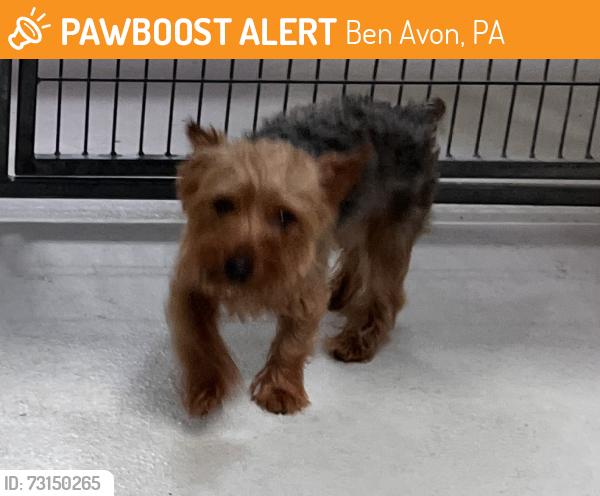 Found/Stray Unknown Dog last seen Near and Dickson, Ben Avon, PA 15202
