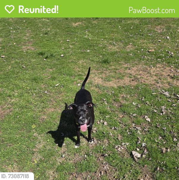 Reunited Female Dog last seen Cowans gap Richmond road, Fort Loudon, PA 17224