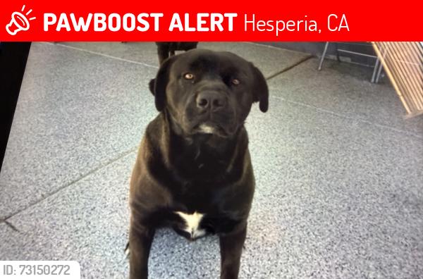 Lost Male Dog last seen Five st and juniper hesperia ca, Hesperia, CA 92345