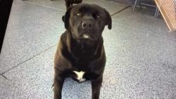 Lost Male Dog last seen Five st and juniper hesperia ca, Hesperia, CA 92345