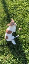 Found/Stray Female Dog last seen East Ave G and Division Lancaster, CA, Los Angeles County, CA 93534