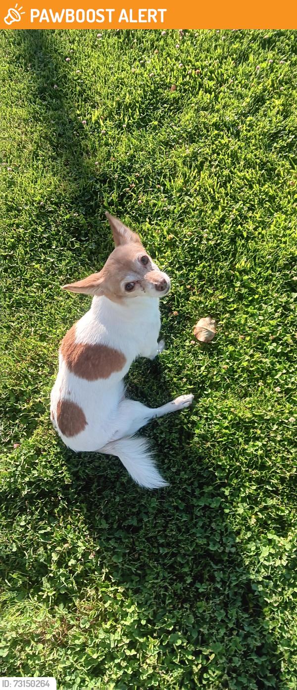 Found/Stray Female Dog last seen East Ave G and Division Lancaster, CA, Los Angeles County, CA 93534