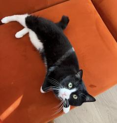 Reunited Male Cat last seen Near S, Lake Avenue, Skyward Rd, Meadowgrass Dr, South Jordan, UT 84009