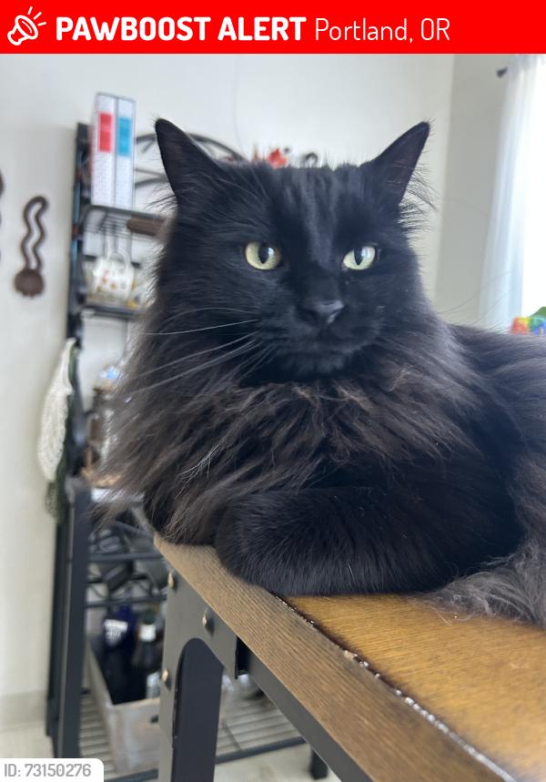 Lost Male Cat last seen 49th and Brooklyn, Portland, OR 97206