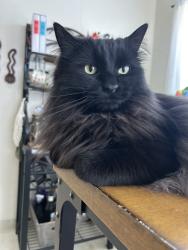 Lost Male Cat last seen 49th and Brooklyn, Portland, OR 97206