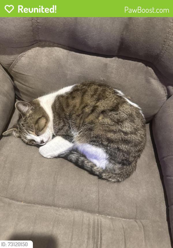 Reunited Female Cat last seen Quikmart on flowing wells road, Tucson, AZ 85705