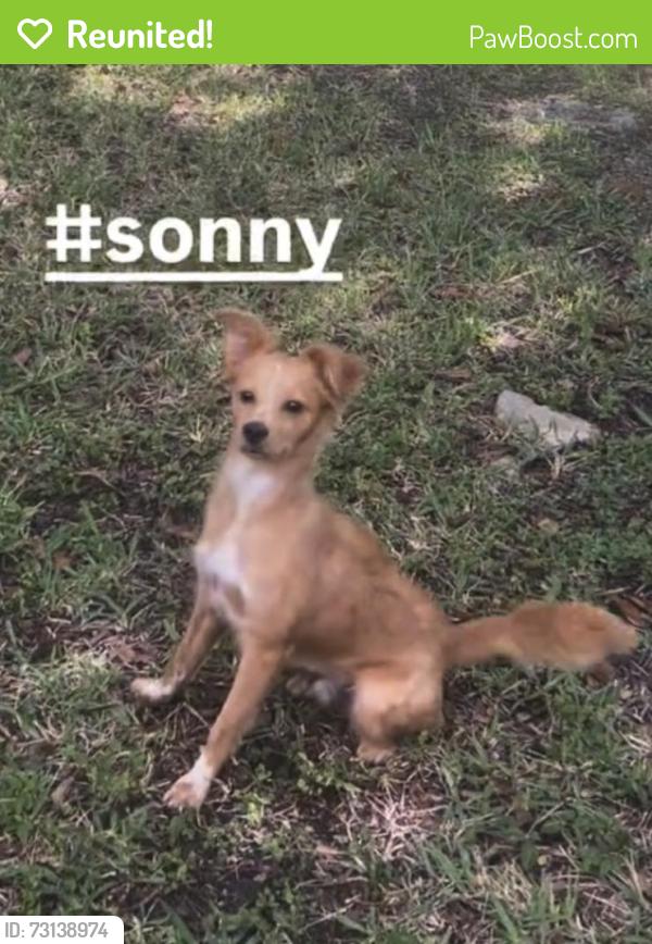 Reunited Male Dog last seen Near Ave SW 12 Street Miami Fla 33135, Miami, FL 33135