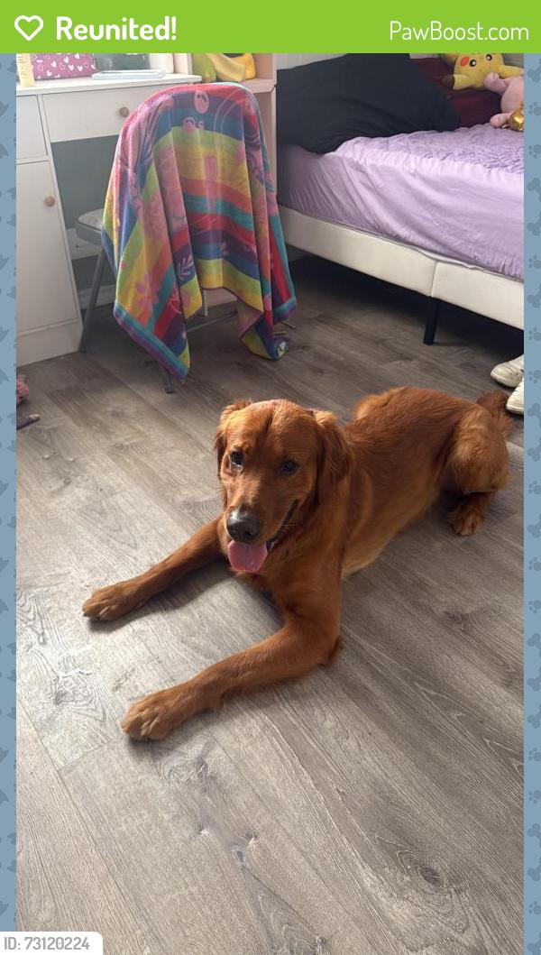 Reunited Male Dog last seen Hillsborough Ave & Town & Country Blvd, Tampa, FL 33615