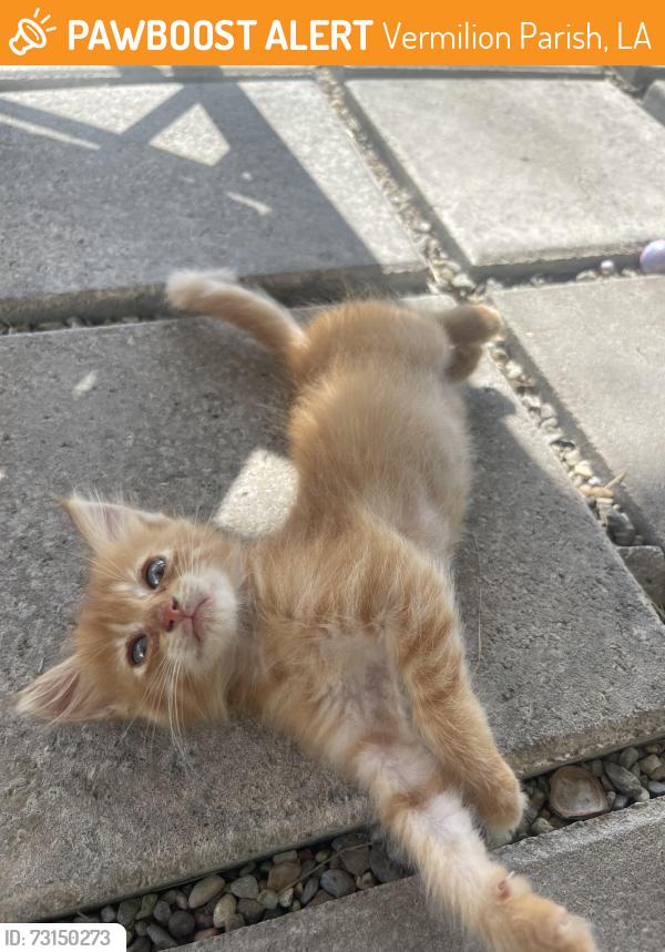 Found/Stray Female Cat last seen Gladu rd, Vermilion Parish, LA 70548