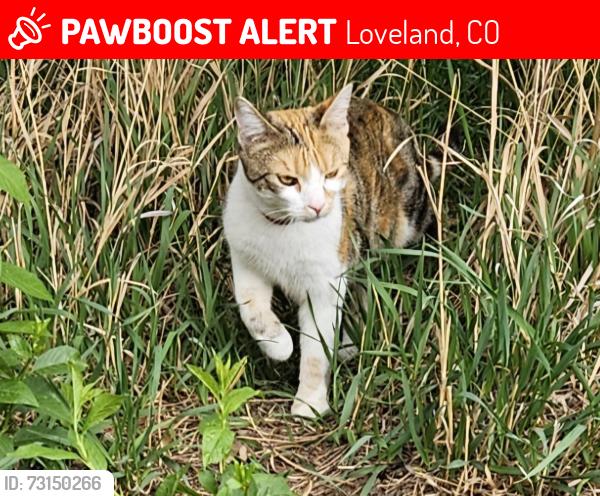 Lost Female Cat last seen West Loveland, US Highway 34 & Cascade Avenue- near The Group Publishing building, Loveland, CO 80538