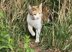 Lost Female Cat last seen West Loveland, US Highway 34 & Cascade Avenue- near The Group Publishing building, Loveland, CO 80538