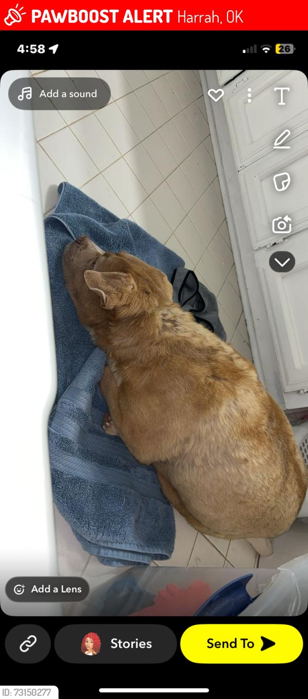 Lost Female Dog last seen Near E 1022 rd, Harrah, OK 73045