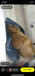 Lost Female Dog last seen Near E 1022 rd, Harrah, OK 73045