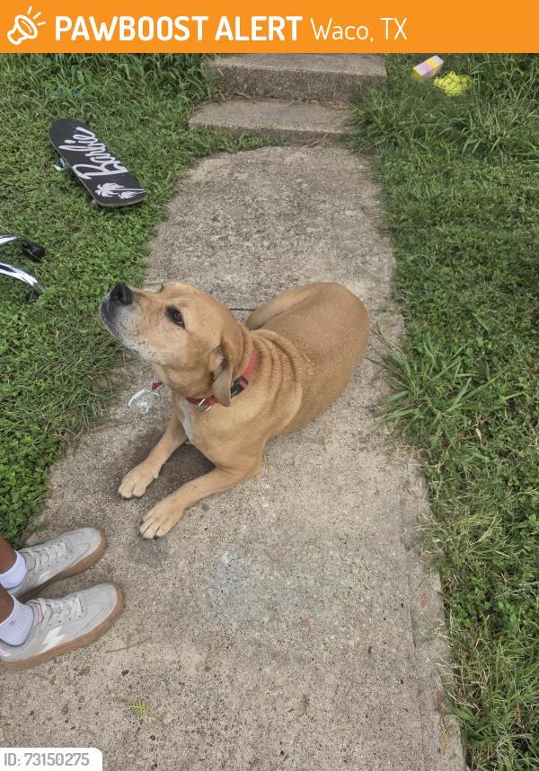 Found/Stray Female Dog last seen Winter street/Hay Avenue, Waco, TX 76711