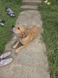 Found/Stray Female Dog last seen Winter street/Hay Avenue, Waco, TX 76711