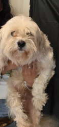 Lost Male Dog last seen Near & almeda, Houston, TX 77034