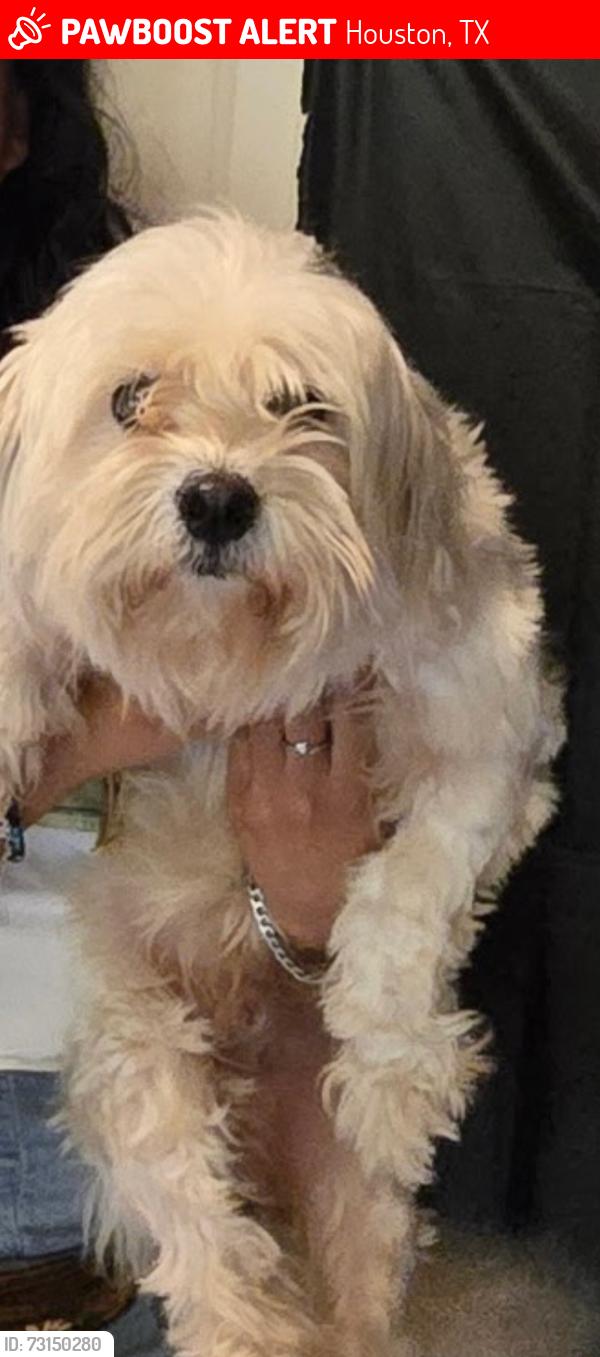 Lost Male Dog last seen Near & almeda, Houston, TX 77034