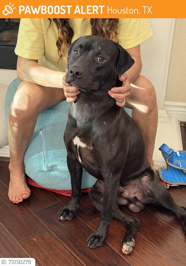 Found/Stray Male Dog last seen Bissonnet and Highway 6, Houston, TX 77083