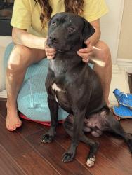 Found/Stray Male Dog last seen Bissonnet and Highway 6, Houston, TX 77083