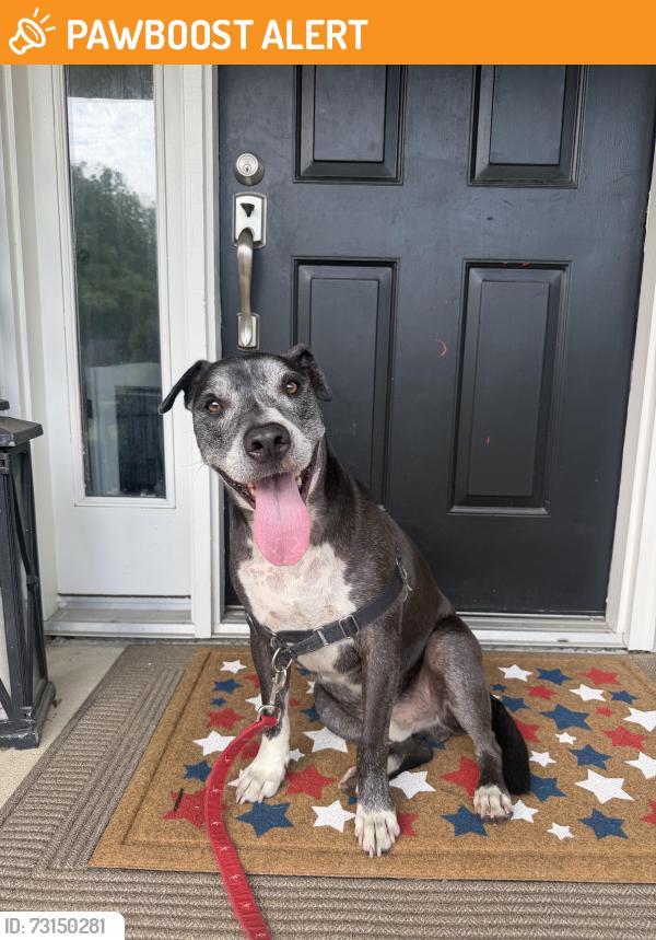 Found/Stray Male Dog last seen Maureen ct, Deerfield Township, OH 45140