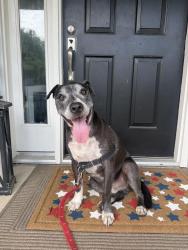 Found/Stray Male Dog last seen Maureen ct, Deerfield Township, OH 45140