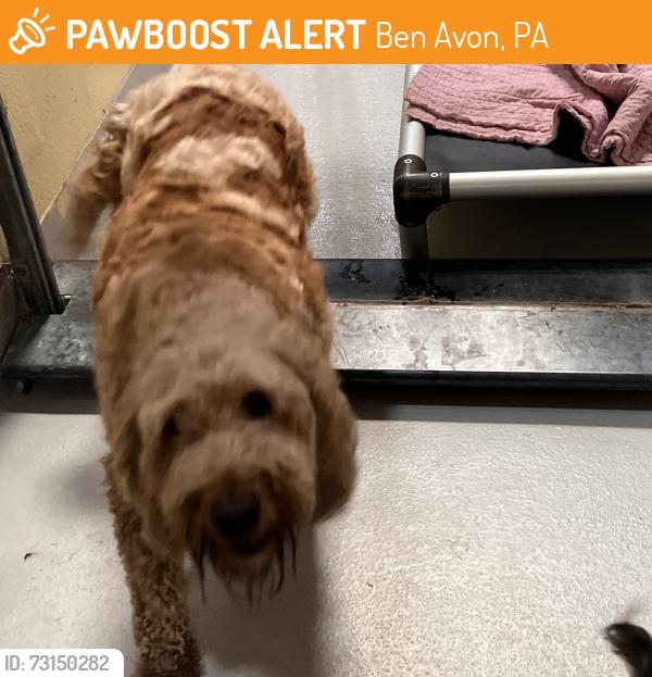 Found/Stray Unknown Dog last seen Near and Dickson, Ben Avon, PA 15202